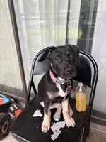 Stormi , a female American Bulldog and Cane Corso for sale in Houston, TX – 2 of 10