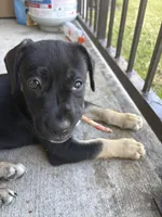 Stormi , a female American Bulldog and Cane Corso for sale in Houston, TX – 8 of 10