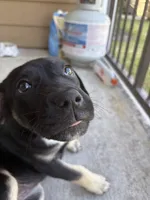 Stormi , a female American Bulldog and Cane Corso for sale in Houston, TX – 7 of 10
