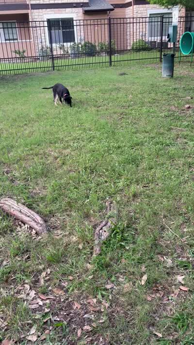 Stormi , a female American Bulldog and Cane Corso for sale in Houston, TX – 6 of 10