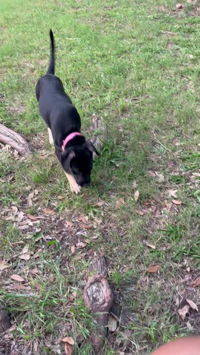 Stormi , a female American Bulldog and Cane Corso for sale in Houston, TX – 4 of 10