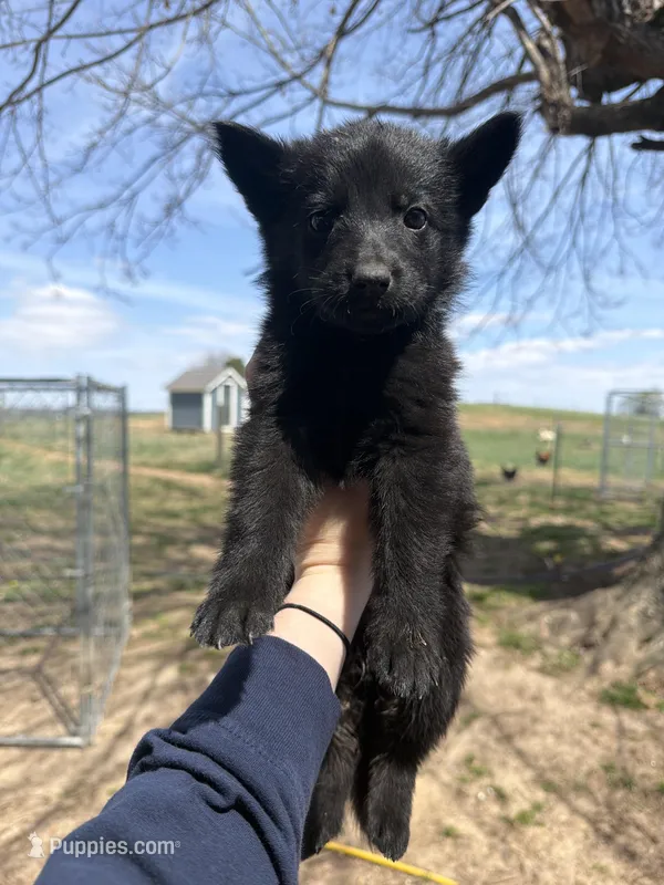 Dark purple collar – German Shepherd Dog puppy for sale in Bowling Green, KY