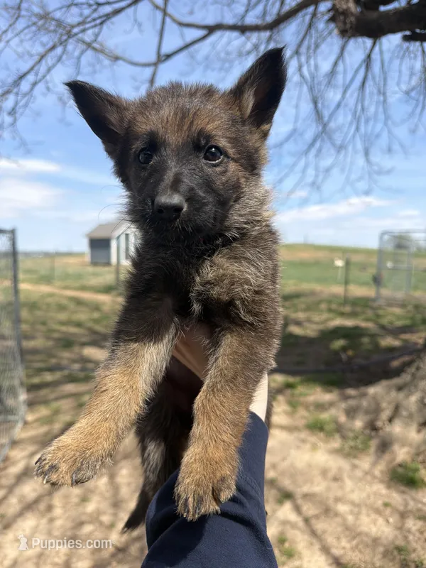 Dark pink collar  – German Shepherd Dog puppy for sale in Bowling Green, KY