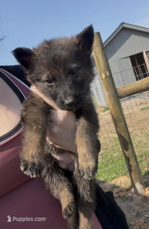 Red collar male – German Shepherd Dog puppy for sale in Bowling Green, KY