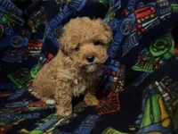 Chester (AKC optional), a male Poodle - Miniature  for sale in Conroe, TX – Photo 4 of 5