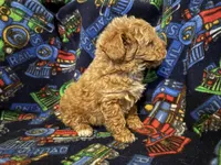 Chester (AKC optional), a male Poodle - Miniature  for sale in Conroe, TX – Photo 3 of 5