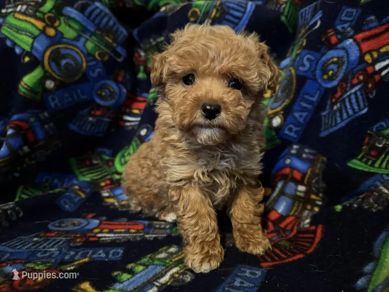 Chester (AKC optional)