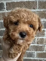 Chester (AKC optional), a male Poodle - Miniature  for sale in Conroe, TX – Photo 5 of 5