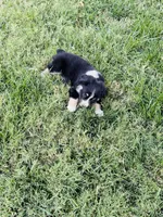 Anakin, a male Miniature Australian Shepherd for sale in Orland, CA – 5 of 5