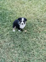 Rey, a female Miniature Australian Shepherd for sale in Orland, CA – 3 of 3