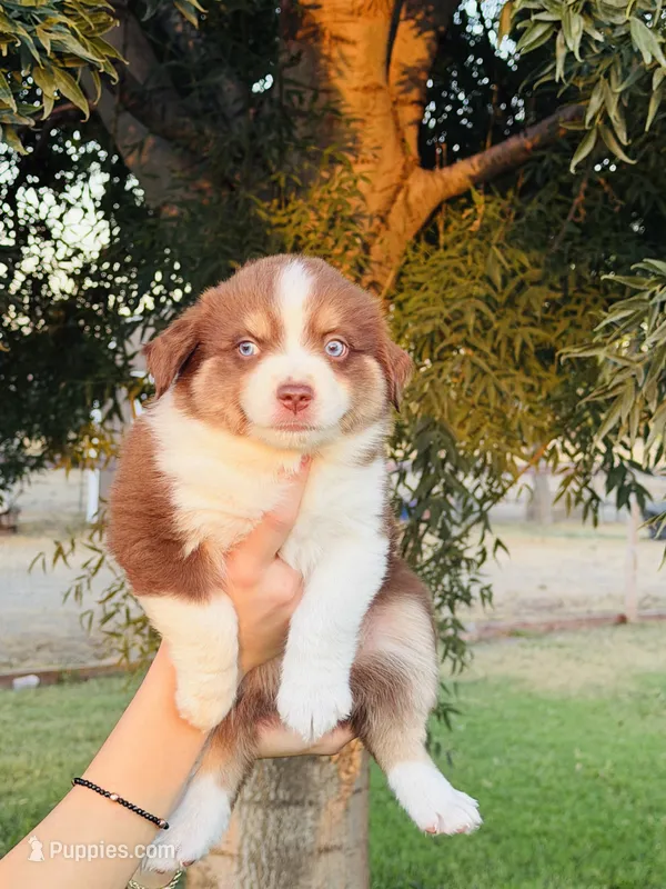 Luke – Miniature Australian Shepherd puppy for sale in Orland, CA