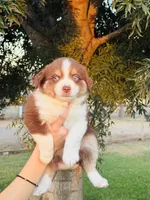 Luke, a male Miniature Australian Shepherd for sale in Orland, CA – 1 of 1