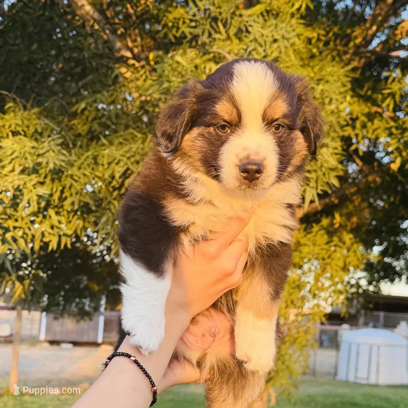 Kylo – Miniature Australian Shepherd puppy for sale in Orland, CA