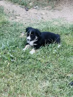 Anakin, a male Miniature Australian Shepherd for sale in Orland, CA – 3 of 5