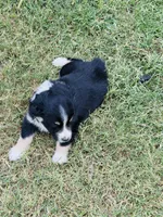 Anakin, a male Miniature Australian Shepherd for sale in Orland, CA – 4 of 5