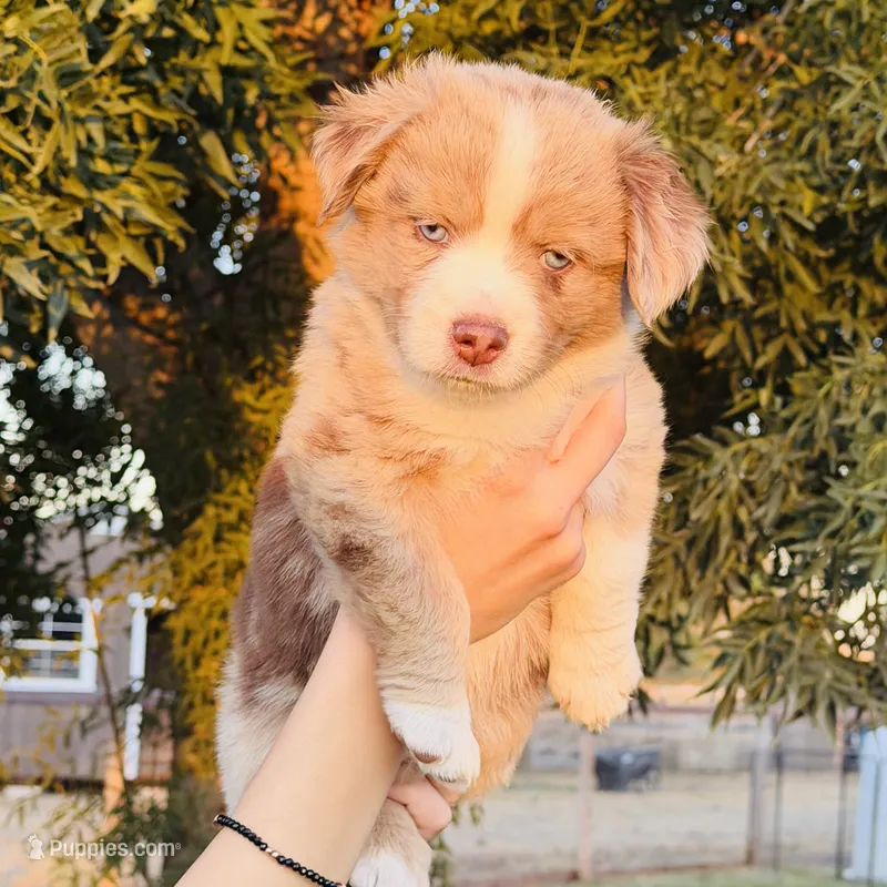 Ahsoka – Miniature Australian Shepherd puppy for sale in Orland, CA