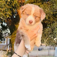 Ahsoka, a female Miniature Australian Shepherd for sale in Orland, CA – 1 of 1
