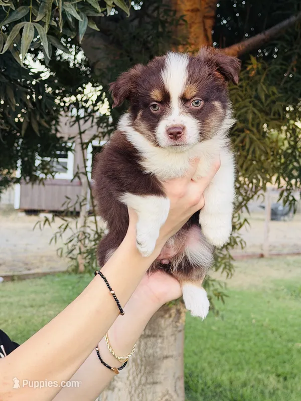 Padme – Miniature Australian Shepherd puppy for sale in Orland, CA