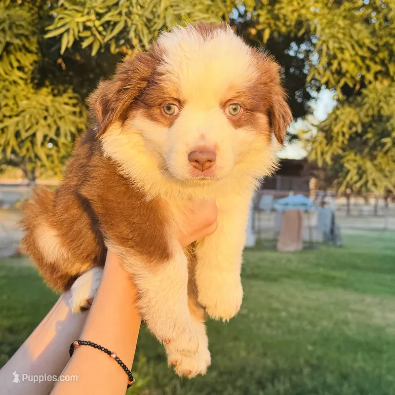 Leia – Miniature Australian Shepherd puppy for sale in Orland, CA