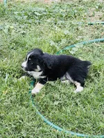 Anakin, a male Miniature Australian Shepherd for sale in Orland, CA – 2 of 5
