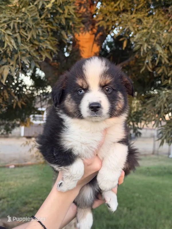 Rey – Miniature Australian Shepherd puppy for sale in Orland, CA