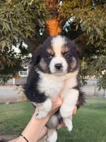 Rey, a female Miniature Australian Shepherd for sale in Orland, CA – 1 of 1