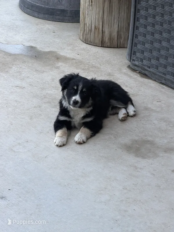 Anakin – Miniature Australian Shepherd puppy for sale in Orland, CA