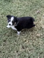 Rey, a female Miniature Australian Shepherd for sale in Orland, CA – 2 of 3