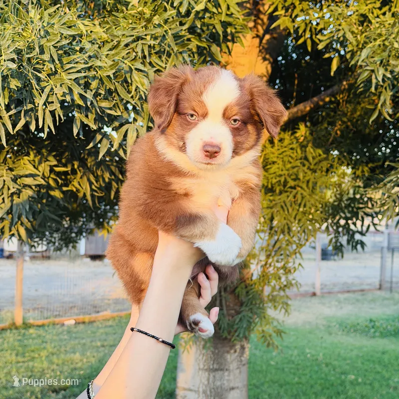 Lando – Miniature Australian Shepherd puppy for sale in Orland, CA