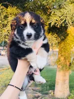 Anakin, a male Miniature Australian Shepherd for sale in Orland, CA – 1 of 1