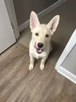 Freya, a female German Shepherd Dog and Siberian Husky for sale in Grand Rapids, MI – Photo 5 of 10