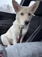 Freya, a female German Shepherd Dog and Siberian Husky for sale in Grand Rapids, MI – Photo 8 of 10