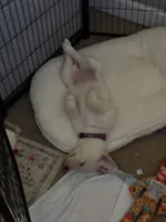 Freya, a female German Shepherd Dog and Siberian Husky for sale in Grand Rapids, MI – Photo 6 of 10