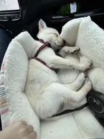 Freya, a female German Shepherd Dog and Siberian Husky for sale in Grand Rapids, MI – Photo 10 of 10