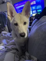 Freya, a female German Shepherd Dog and Siberian Husky for sale in Grand Rapids, MI – Photo 9 of 10