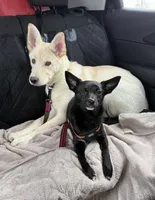 Freya, a female German Shepherd Dog and Siberian Husky for sale in Grand Rapids, MI – Photo 2 of 10