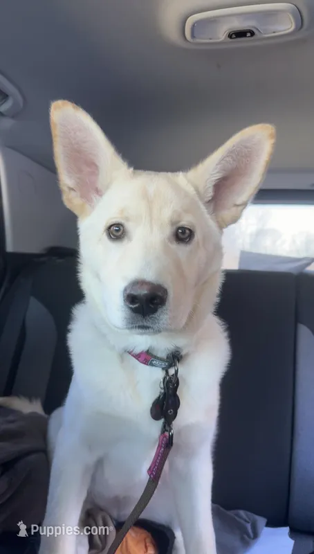 Freya – German Shepherd Dog, Siberian Husky puppy for sale in Grand Rapids, MI