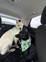 Freya, a female German Shepherd Dog and Siberian Husky for sale in Grand Rapids, MI – Photo 7 of 10