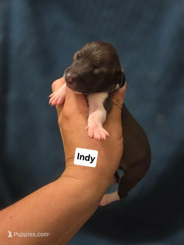 Indy – Italian Greyhound puppy for sale in Parsons, KS