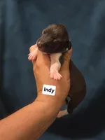 Indy, a female Italian Greyhound for sale in Parsons, KS – 1 of 1