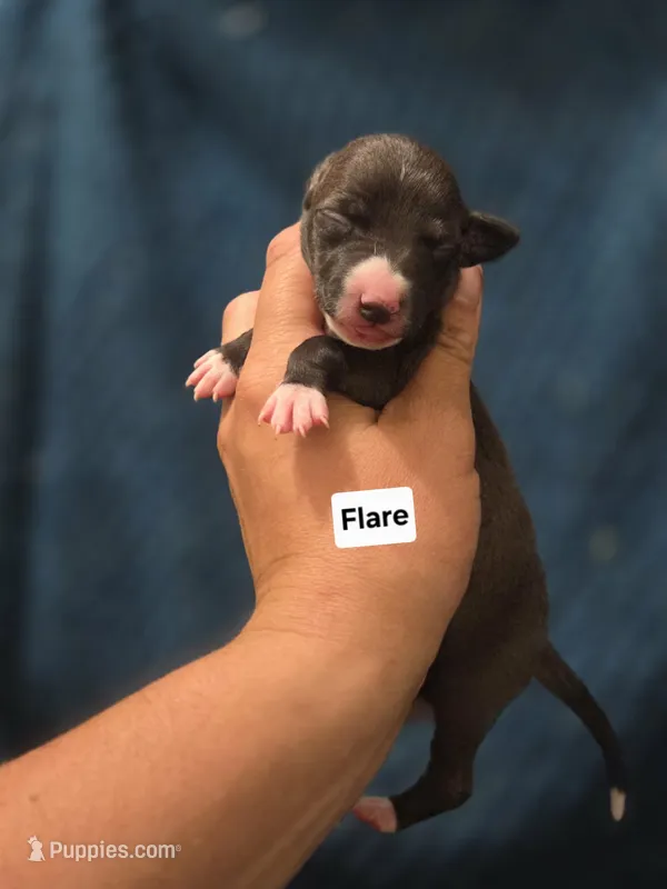 Flare – Italian Greyhound puppy for sale in Parsons, KS