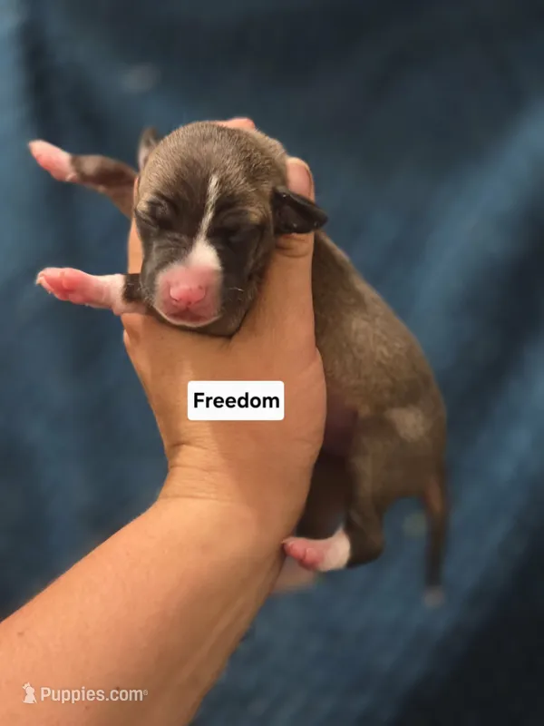 Freedom – Italian Greyhound puppy for sale in Parsons, KS