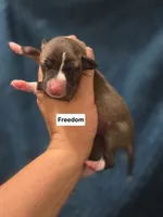 Freedom, a female Italian Greyhound for sale in Parsons, KS – 1 of 1