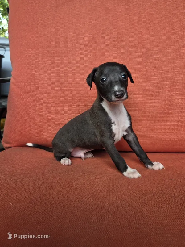 Boomer – Italian Greyhound puppy for sale in Parsons, KS