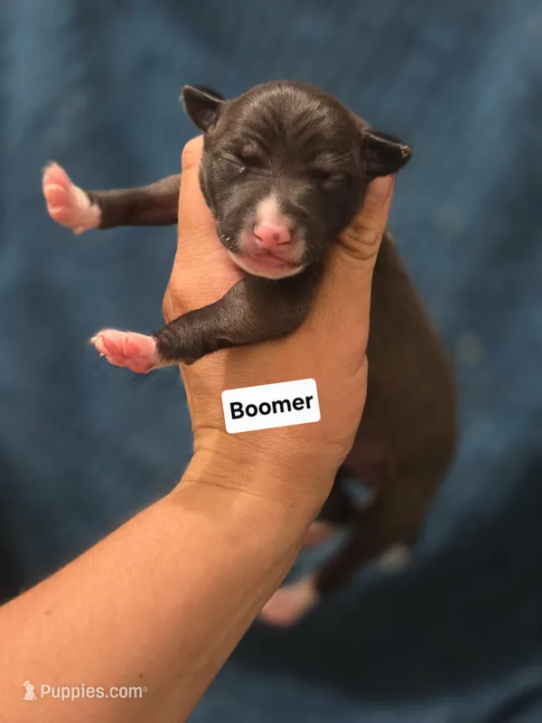 Boomer – Italian Greyhound puppy for sale in Parsons, KS