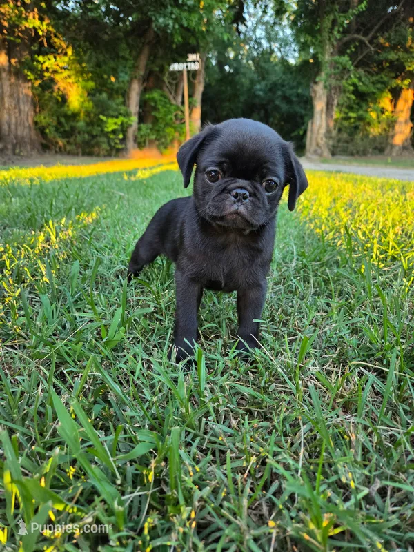 Lilly – Pug puppy for sale in Parsons, KS