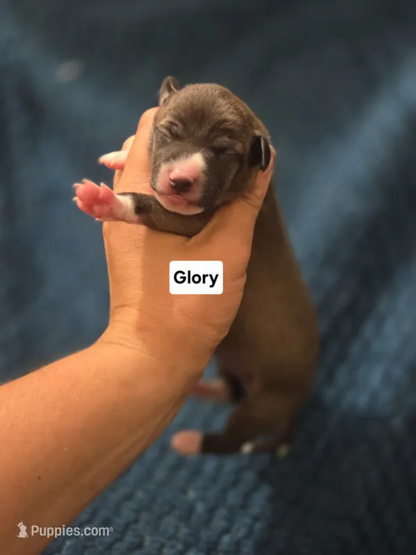Glory – Italian Greyhound puppy for sale in Parsons, KS