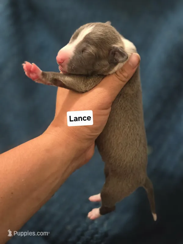 Lance – Italian Greyhound puppy for sale in Parsons, KS