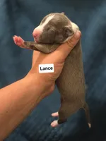 Lance, a male Italian Greyhound for sale in Parsons, KS – 1 of 1