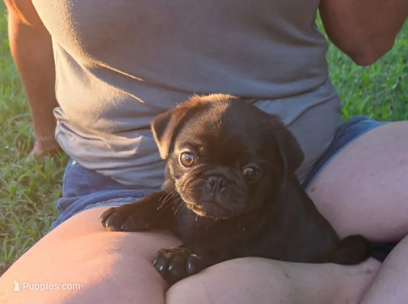 Tulip – Pug puppy for sale in Parsons, KS
